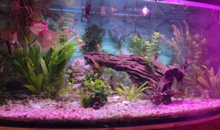 aquarium Bac 500L