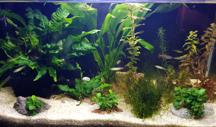 aquarium Bureau 30 litres