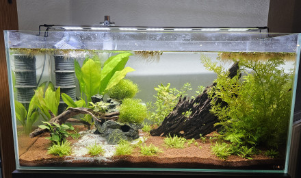 aquarium Bac principal