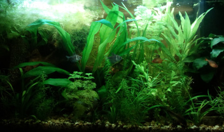 aquarium 125l Noir