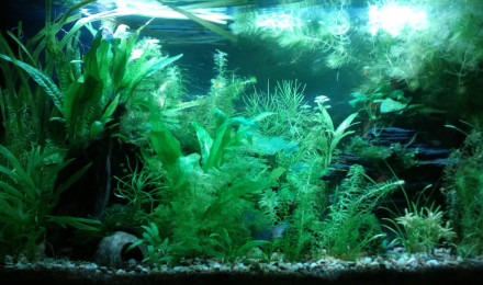 aquarium 125l Bois