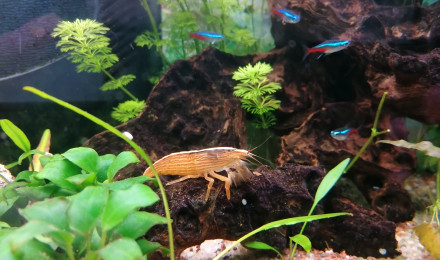 aquarium Adse
