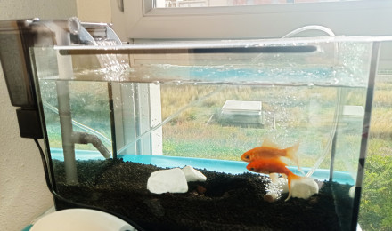aquarium sauvetage