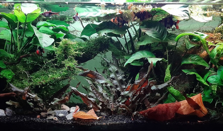 aquarium Salon