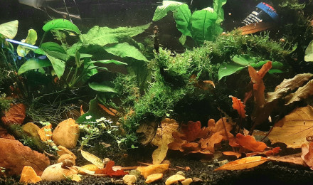 aquarium Gribites