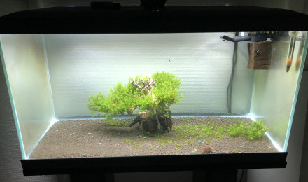 aquarium Bac 1 - Blue Bolt