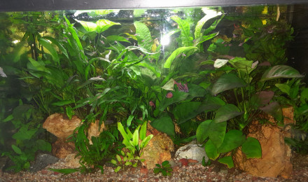 aquarium pH 6