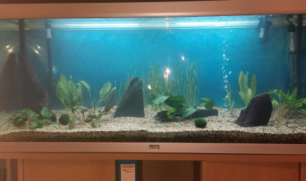 Superfish Easy Plants Plante d'aquarium 30cm Nr.1 L