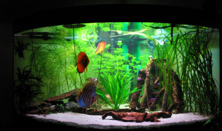 aquarium Mon ancien bac Amazonien