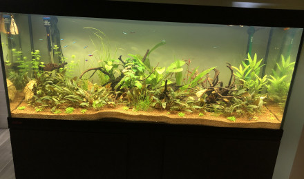 aquarium eau douce 240 L