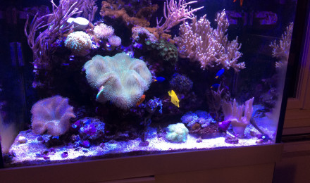 aquarium Recifal