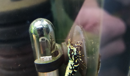 aquarium Batterie Crevettes et autres