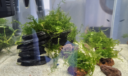 aquarium Nano crevette Blue Diamond