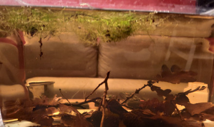 aquarium Bac 8l Ostracodes et Utricularia gibba