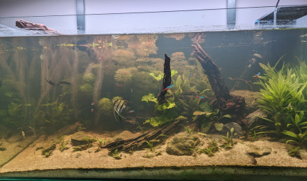 aquarium Sub Americain