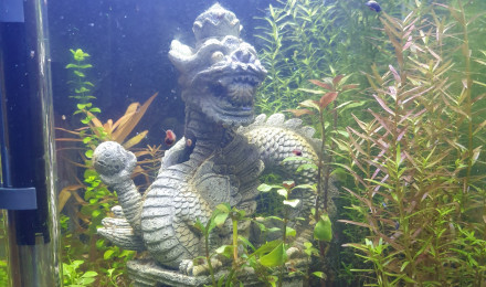 aquarium Crevettes