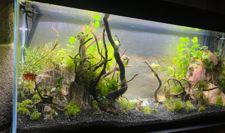 aquarium 240 l  mise en eau nov 2023