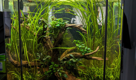 aquarium Nano