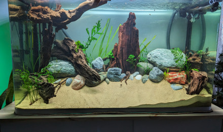 aquarium Salon 260L Australo-Guinéen