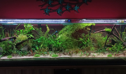 aquarium 1000L