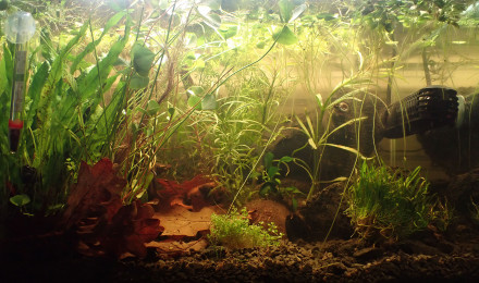 aquarium Bac principal