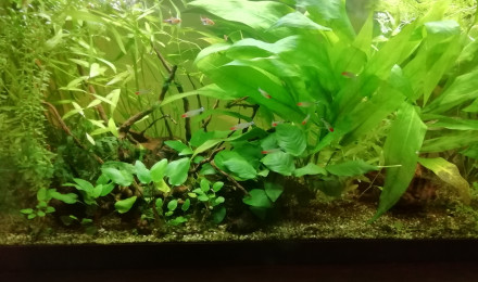 aquarium 100l