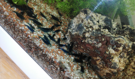 aquarium Le ptit blanc
