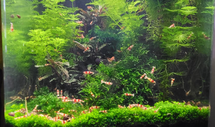 aquarium Aquarium 30 litre crevette