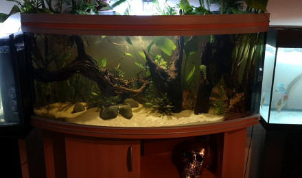 aquarium Discus 290