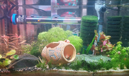 aquarium Crevettes 2