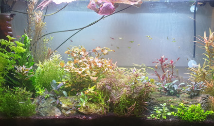 aquarium Aquarium