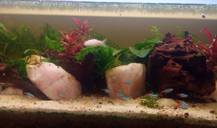 aquarium Poissons Amérique du sud