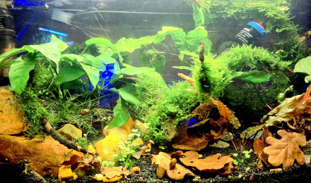 aquarium Gribites