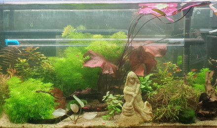 aquarium Tétras