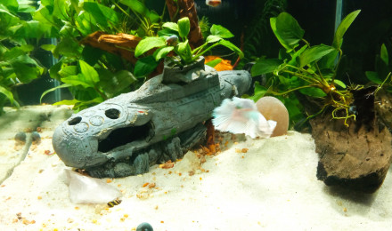 aquarium Betta