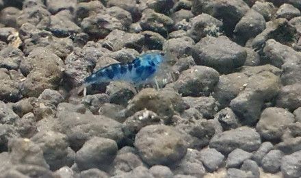 aquarium Dragon Blood