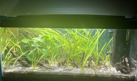 aquarium BAC 100L