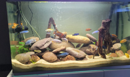 aquarium Osaka 260 Malawi