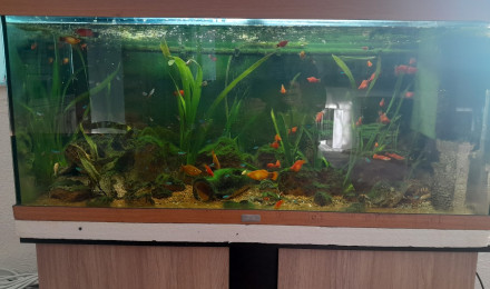 aquarium Aquarium de 200l