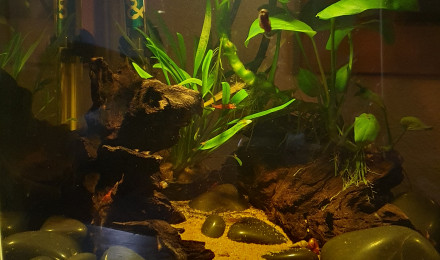 aquarium 20l cubique