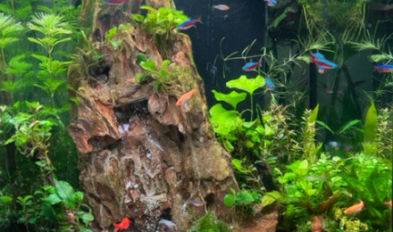 aquarium Cascade dans la jungle