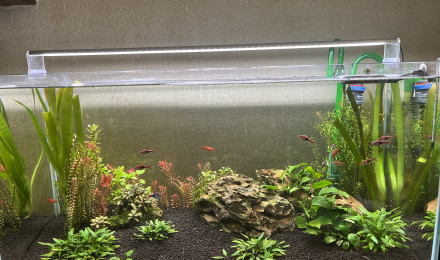 aquarium Aquarium asiatique