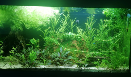 aquarium Juwel