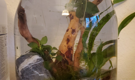 aquarium Pico aquarium crevettes