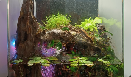 aquarium Dennerle 30 - Nano Paludarium