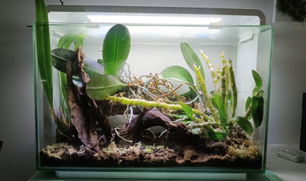 aquarium Home 60- orchidarium