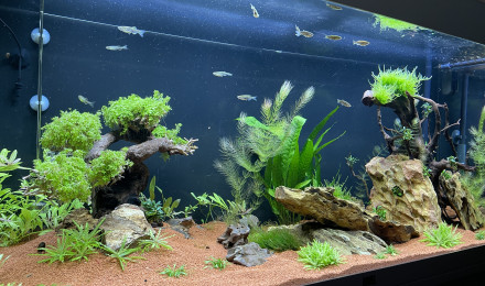 aquarium Juwel 180