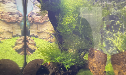 aquarium Crevettes