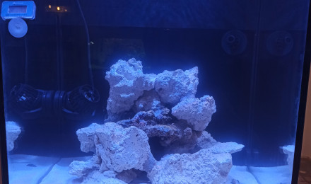 aquarium Nano reef
