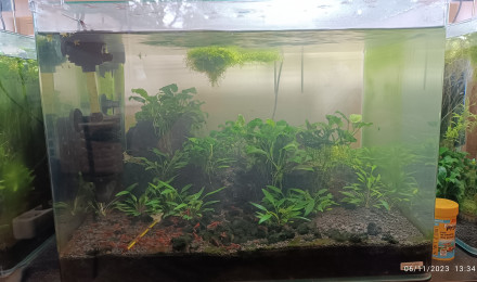 aquarium Aqua Neocaridina Bloody Mary